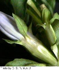 Gentiana andrewsii image