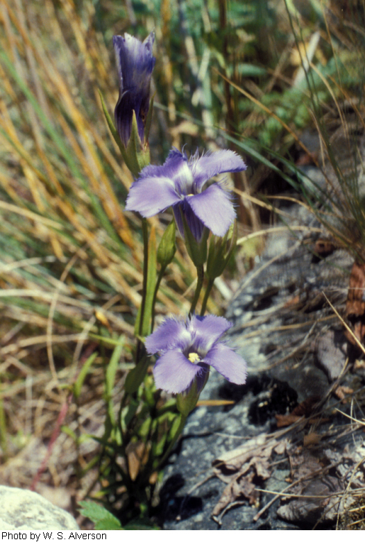 Gentianopsis crinita image