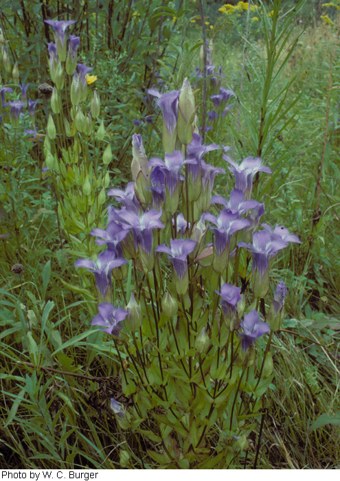 Gentianopsis crinita image