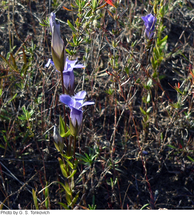 Gentianopsis crinita image