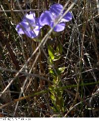 Gentianopsis crinita image