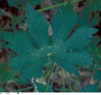 Geranium maculatum image