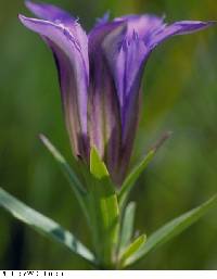 Gentiana puberulenta image