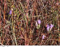 Gentiana saponaria image