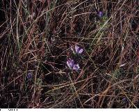 Gentiana saponaria image