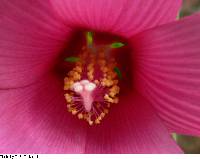 Hibiscus moscheutos image