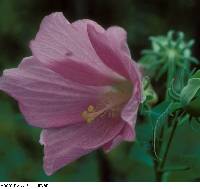 Hibiscus moscheutos image