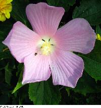 Hibiscus moscheutos image