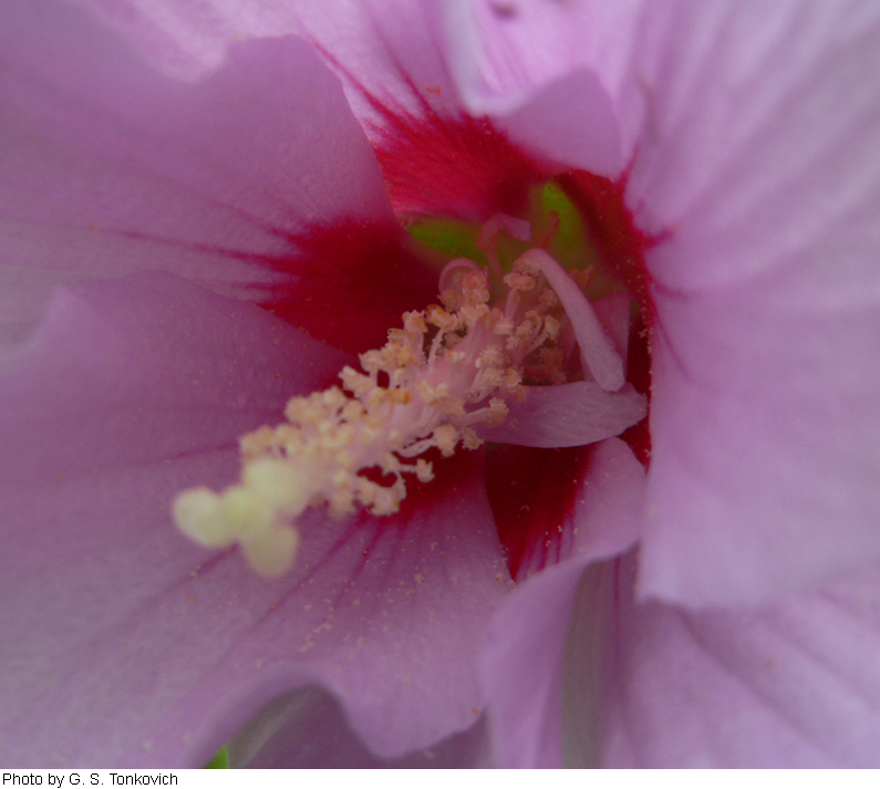 Hibiscus syriacus image