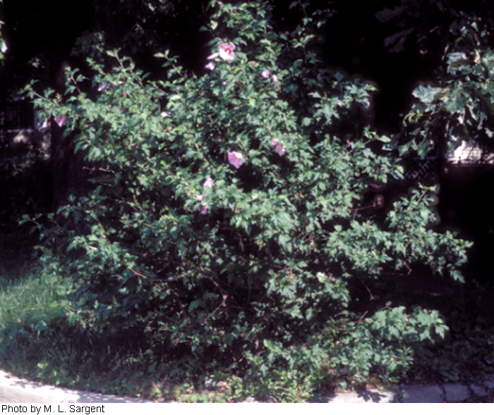 Hibiscus syriacus image