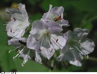 Hydrophyllum appendiculatum image