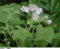 Hydrophyllum appendiculatum image