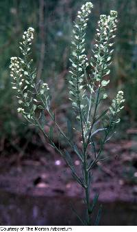 Lepidium virginicum image