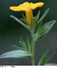 Lithospermum caroliniense image