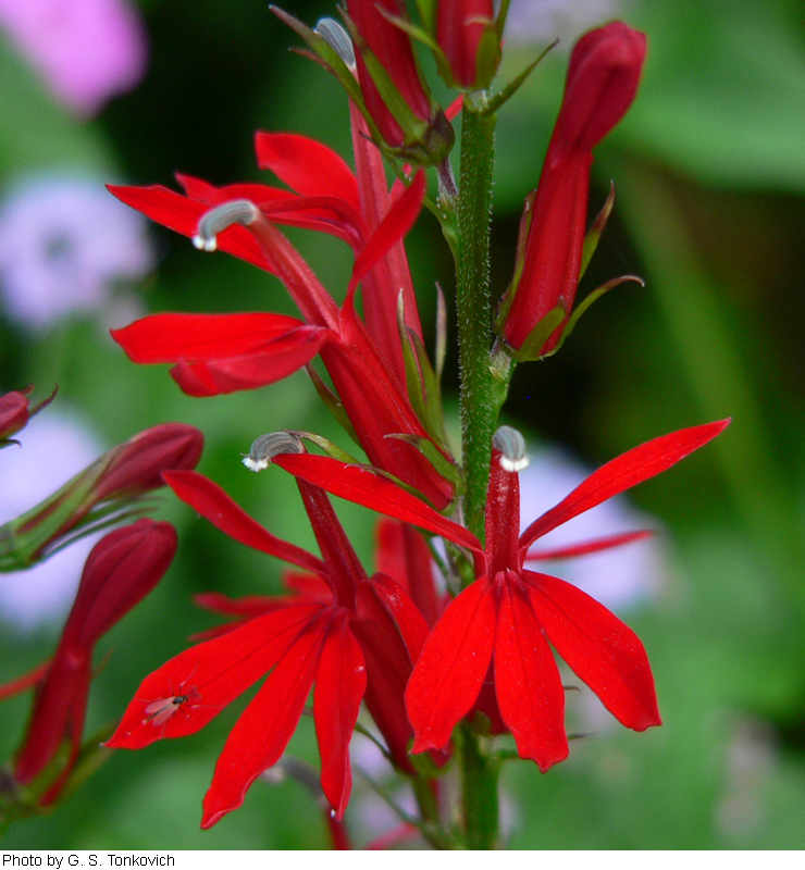 Lobelia cardinalis image