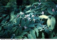 Image of Lonicera x muendeniensis