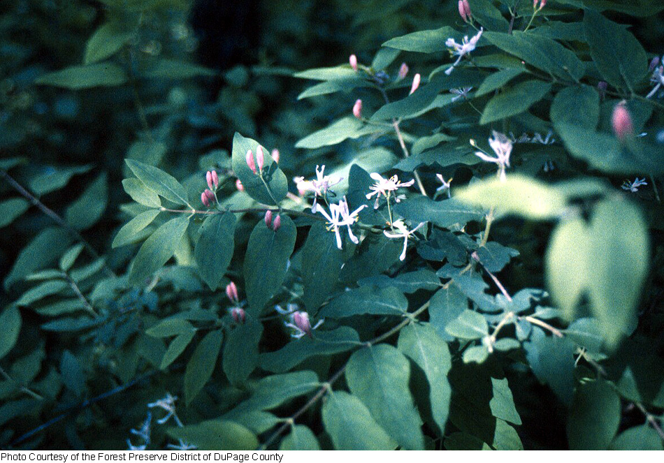 Lonicera x muendeniensis image