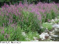 Lythrum salicaria image