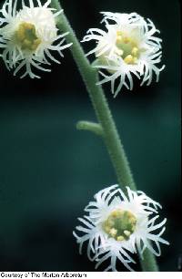 Mitella diphylla image