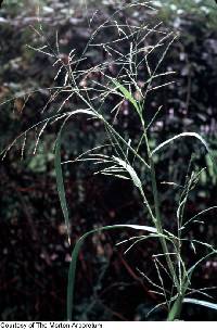 Panicum dichotomiflorum image