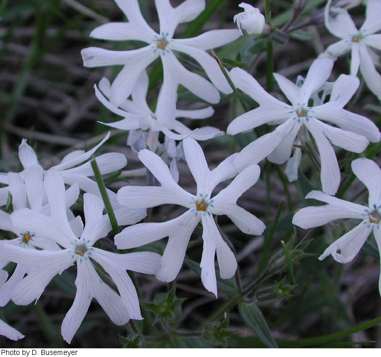 Phlox bifida subsp. bifida image