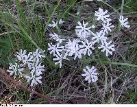 Phlox bifida subsp. bifida image