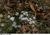 Phlox bifida subsp. bifida image