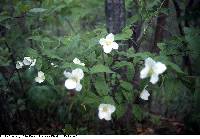 Image of Philadelphus floridus