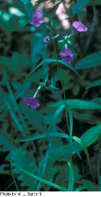 Phlox glaberrima image