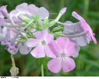 Phlox paniculata image