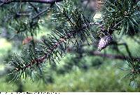 Image of Pinus banksiana