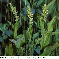 Platanthera flava var. herbiola image