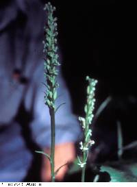 Platanthera huronensis image