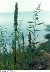 Platanthera huronensis image