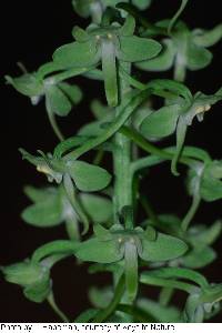 Image of Habenaria orbiculata