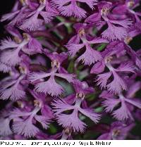 Platanthera psycodes image