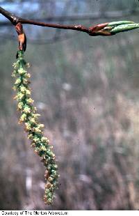 Image of Populus balsamifera
