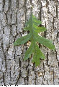 Quercus alba image