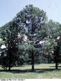 Image of Quercus × bebbiana