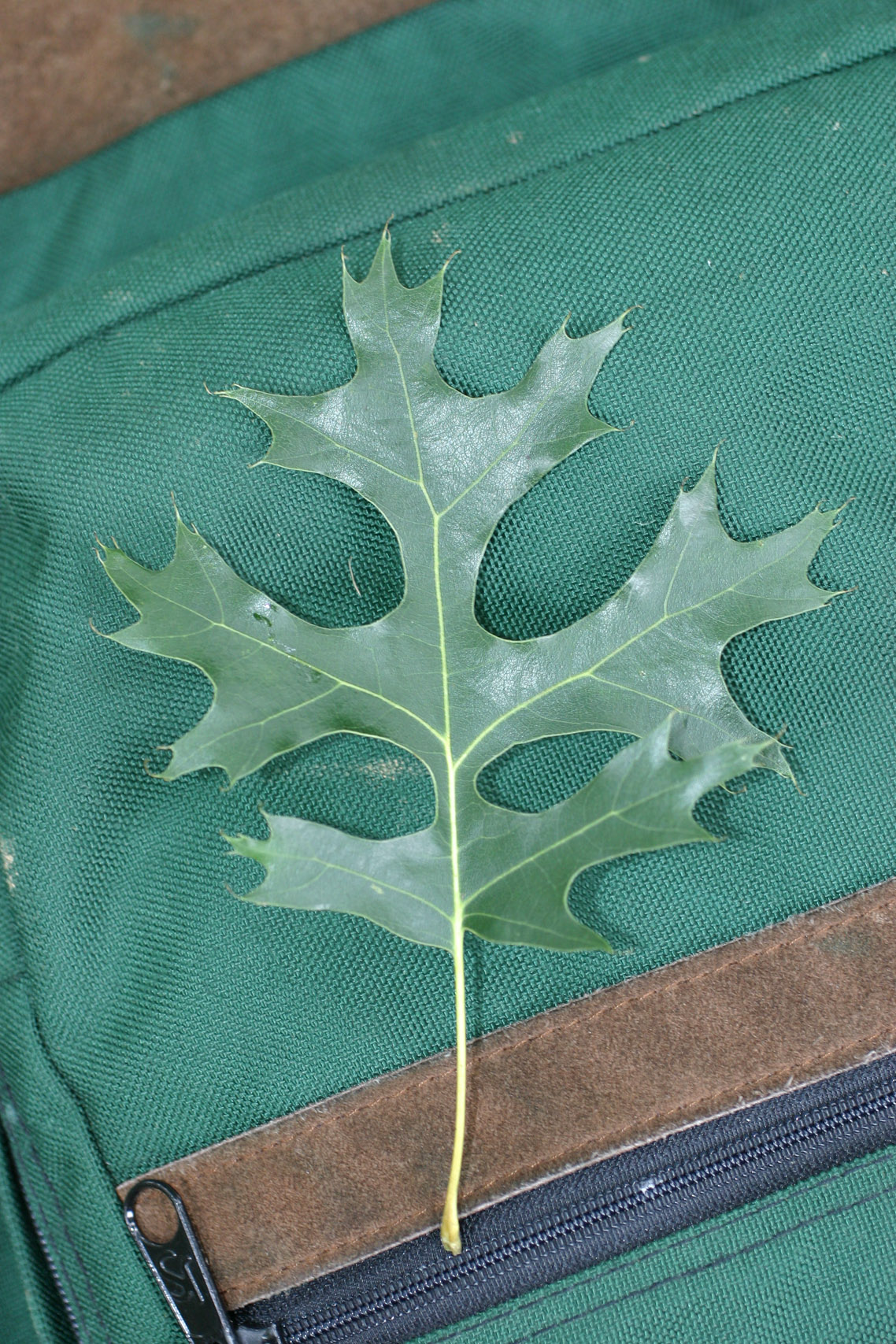 Quercus ellipsoidalis image