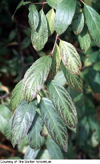 Image of Rhamnus utilis