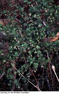 Ribes missouriense image