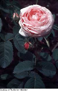 Image of Rosa centifolia
