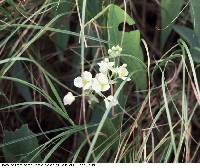 Sagittaria latifolia image