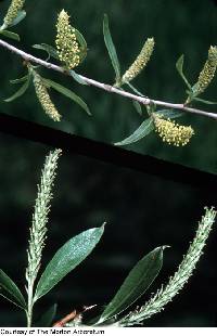 Salix nigra image