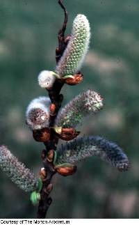 Salix sericea image