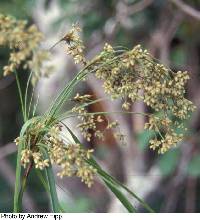 Scirpus cyperinus image