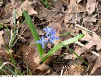 Scilla siberica image