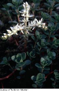 Sedum ternatum image