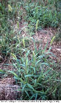 Image of Panicum viride